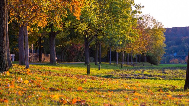 Foto bäume auf dem feld im herbst