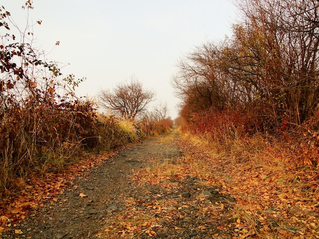 Bäume auf dem Feld im Herbst