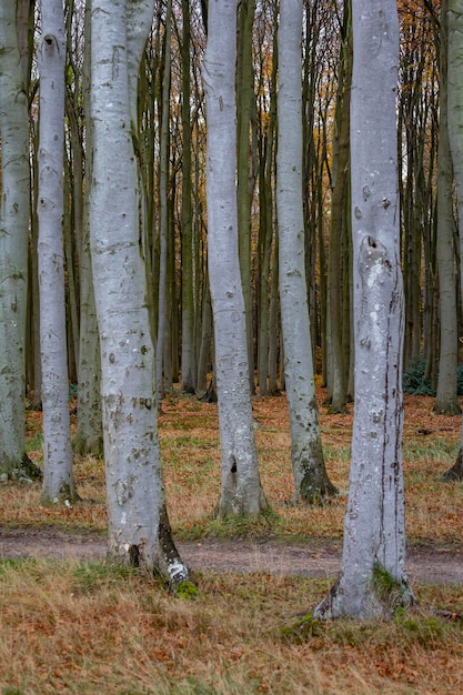 Foto bäume auf dem feld im wald