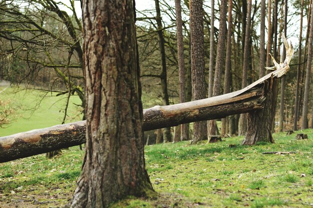 Bäume auf dem Feld im Wald