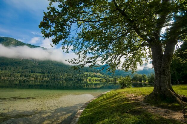 Foto bäume auf dem feld neben dem fluss