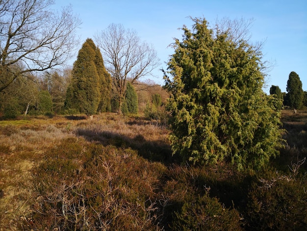 Bäume auf dem Feld vor klarem Himmel