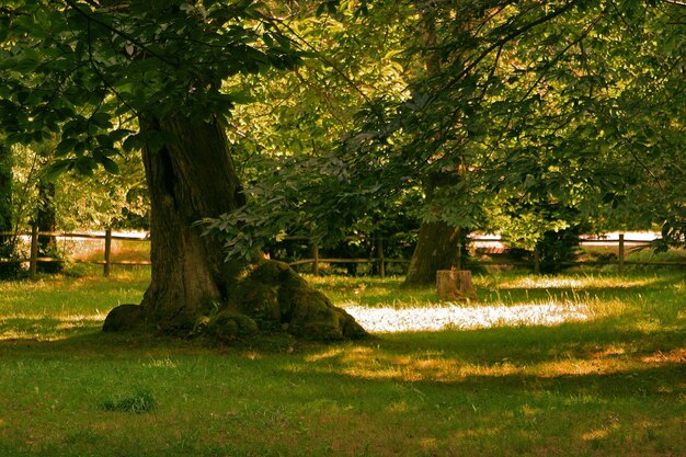 Foto bäume auf dem feld