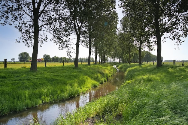 Foto bäume auf dem feld