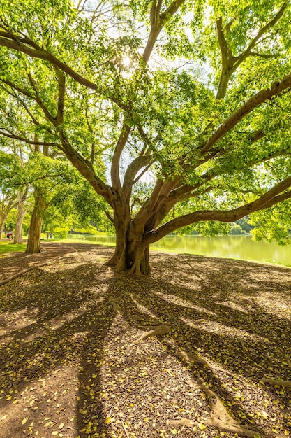 Foto bäume auf dem feld