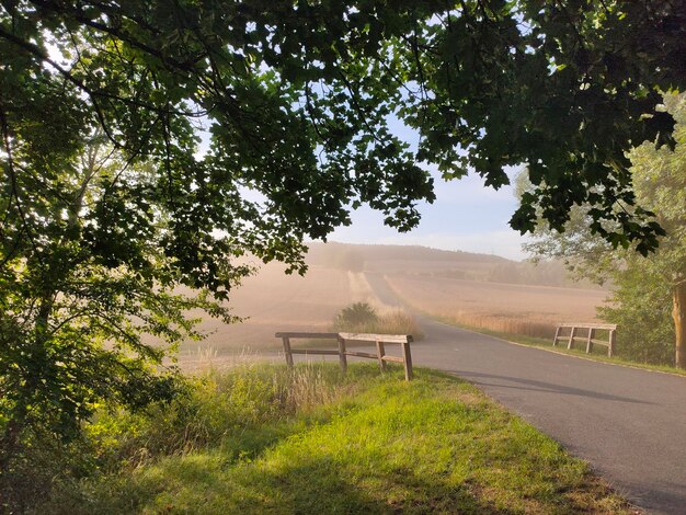 Foto bäume auf dem feld