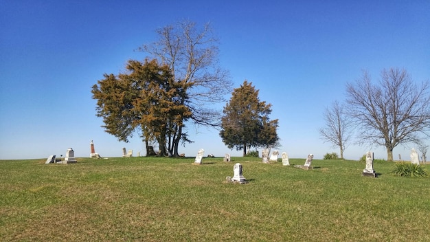 Bäume auf dem Friedhof gegen den blauen Himmel