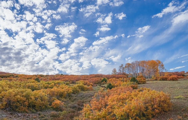 Bäume auf dem Land gegen den Himmel im Herbst