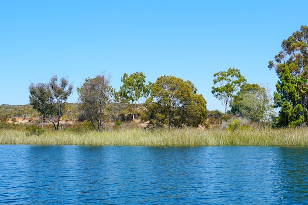 Bäume auf dem Wasser mit einem blauen Himmel und ein paar Wolken