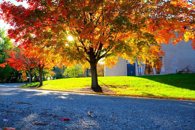 Foto bäume auf der straße im herbst