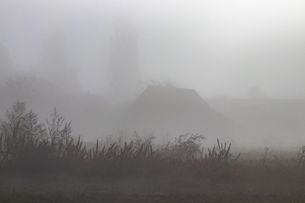 Bäume auf einem Feld bei nebligen Herbstwetter.