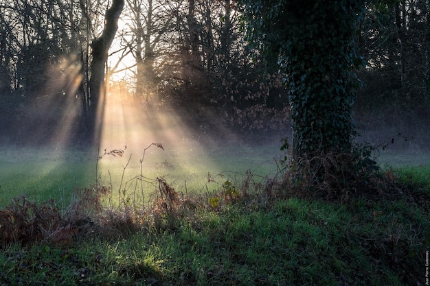 Bäume auf einem grasbewachsenen Feld an einem sonnigen Tag