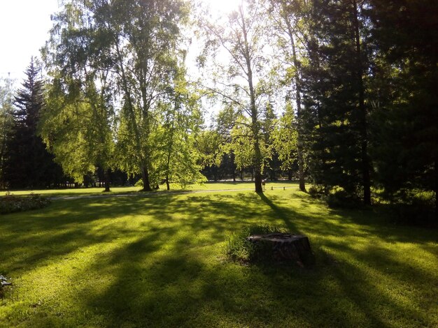 Foto bäume auf einem grasbewachsenen feld gegen den himmel