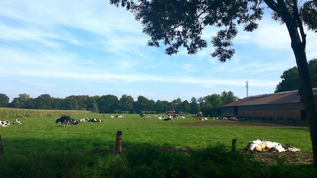 Foto bäume auf einem grasbewachsenen feld gegen einen bewölkten himmel