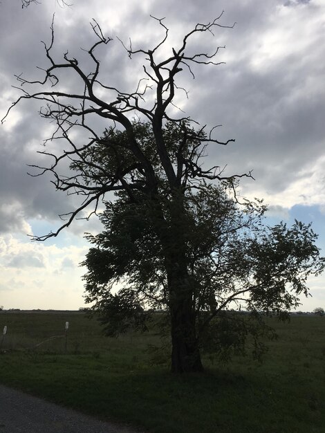 Bäume auf einem grasbewachsenen Feld gegen einen bewölkten Himmel