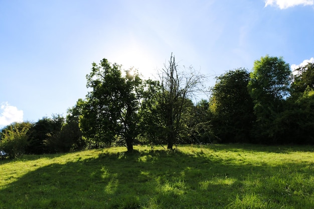 Bäume auf einem grasbewachsenen Feld vor klarem Himmel