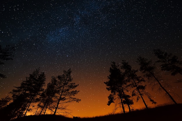 Bäume auf einem Hintergrund des nächtlichen Sternenhimmels