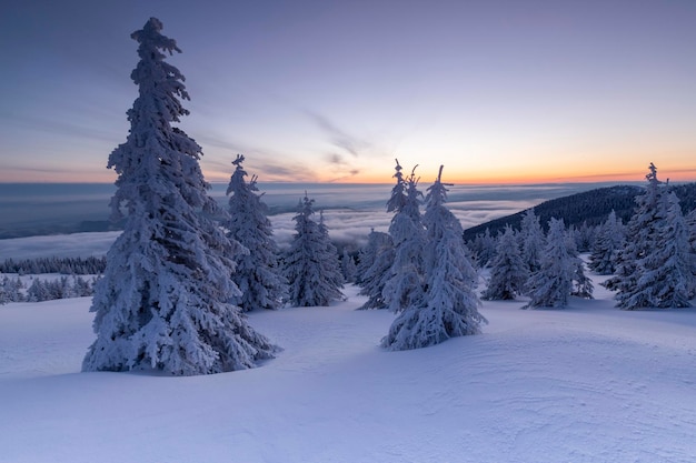 Bäume auf einem mit Schnee bedeckten Feld gegen den Himmel bei Sonnenuntergang