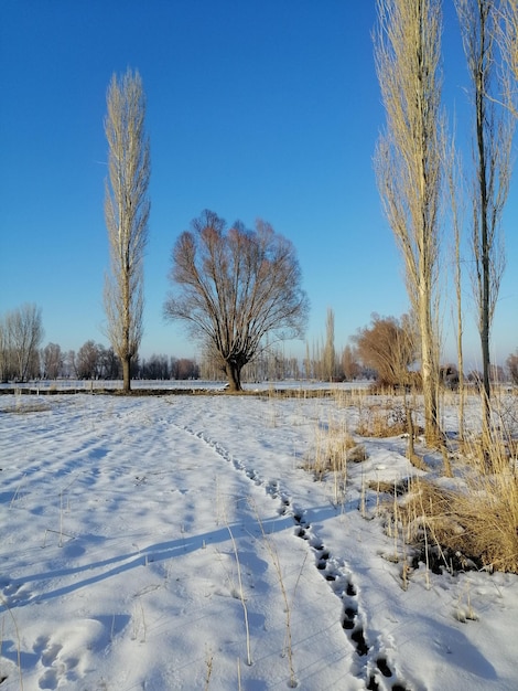 Foto bäume auf einem schneebedeckten feld gegen den himmel