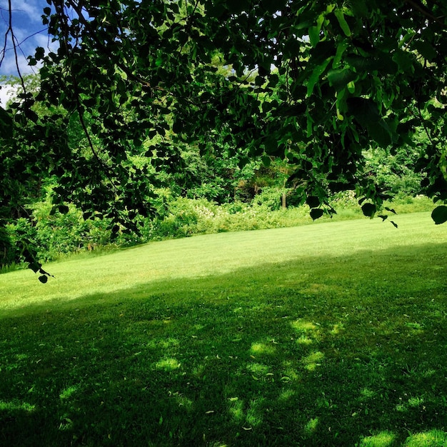 Bäume auf grasbewachsenem Feld