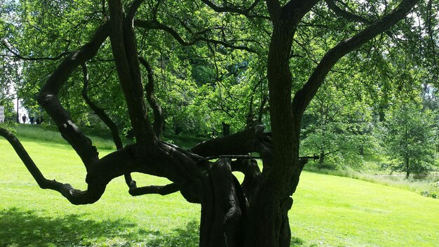 Foto bäume auf grasbewachsenem feld