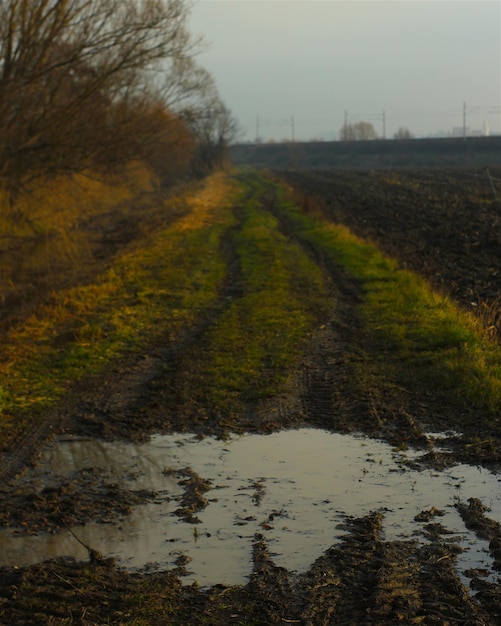 Bäume auf grasbewachsenem Feld