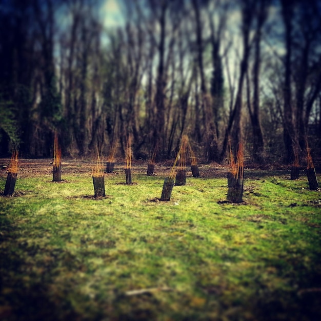 Foto bäume auf grasbewachsenem feld