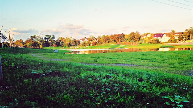 Bäume auf grasbewachsenem Feld