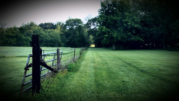 Foto bäume auf grasbewachsenem feld