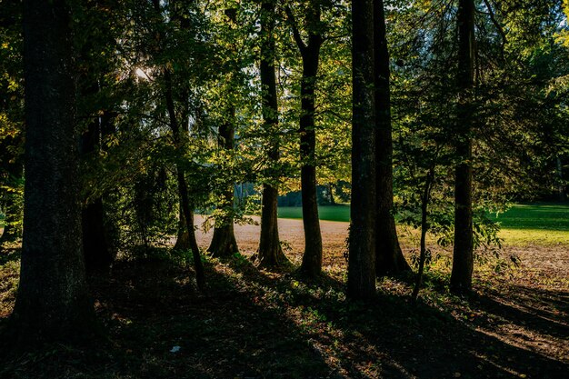 Bäume auf grasbewachsenem Feld
