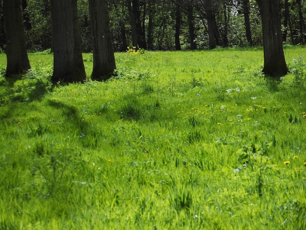 Foto bäume auf grasbewachsenem feld