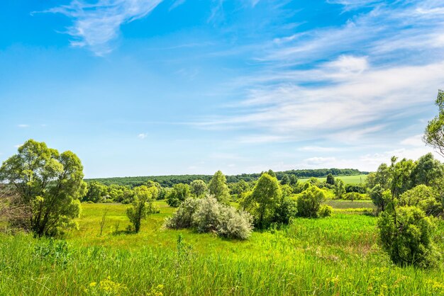 Bäume auf grüner Wiese unter blauem Himmel im Sommer