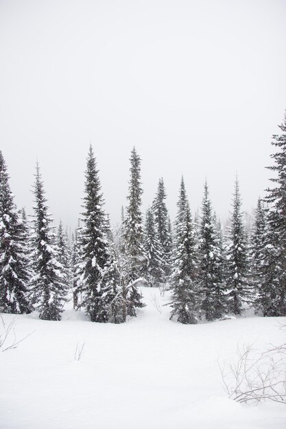 Foto bäume auf schneebedecktem land gegen den himmel