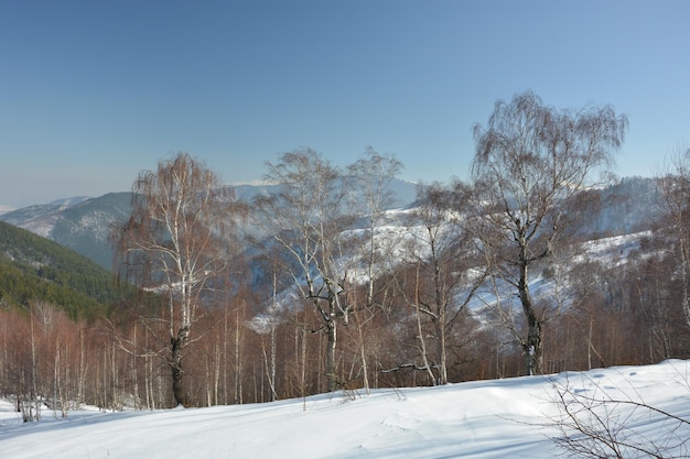 Bäume auf schneebedecktem Land gegen den Himmel