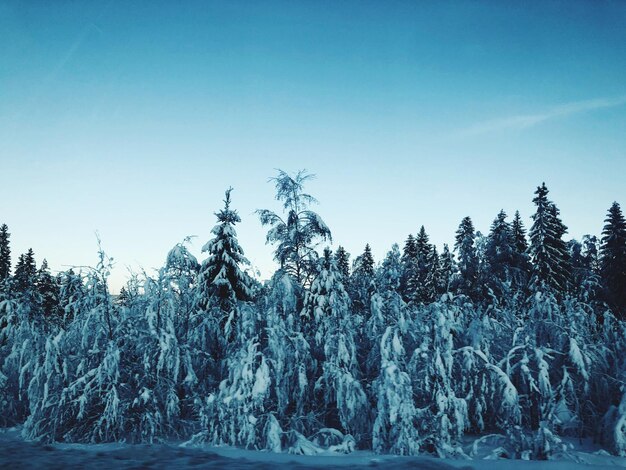 Foto bäume auf schneebedecktem land gegen den himmel