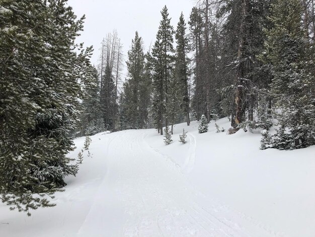 Bäume auf schneebedecktem Land