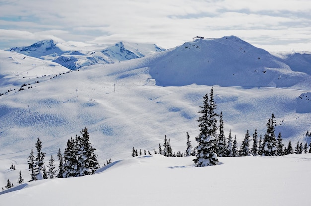 Bäume auf schneebedeckten Bergen gegen den Himmel