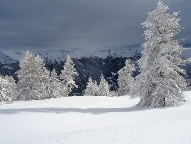 Foto bäume auf schneebedeckter landschaft gegen den himmel