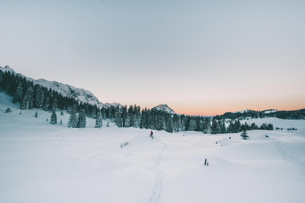 Bäume auf schneebedeckter Landschaft gegen den Himmel