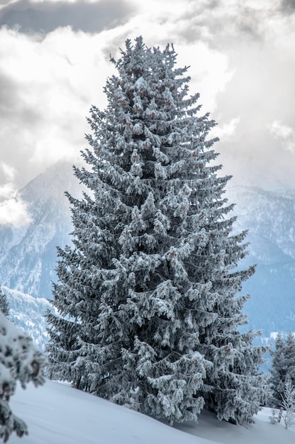 Bäume auf schneebedeckter Landschaft gegen den Himmel