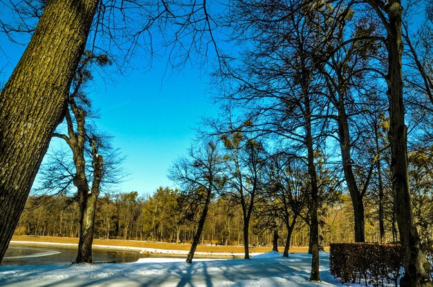 Foto bäume auf schneebedeckter landschaft gegen den himmel