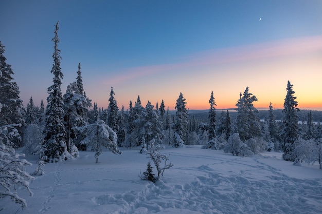Bäume auf schneebedeckter Landschaft gegen den Himmel