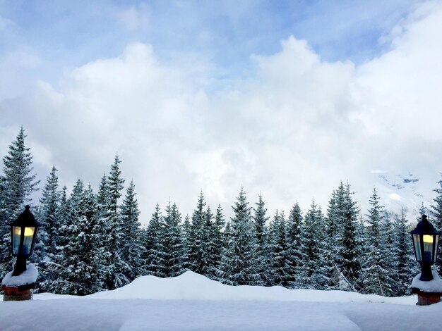 Bäume auf schneebedeckter Landschaft gegen den Himmel