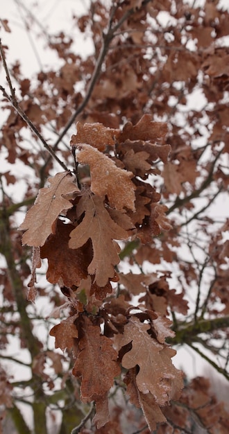 Bäume bei kaltem Wetter bei schwachem Licht im Winter