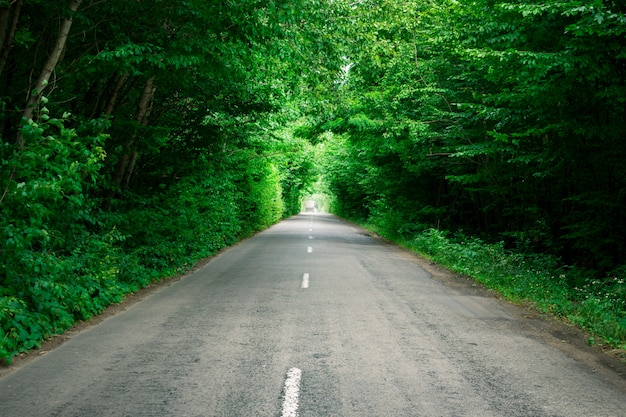 Bäume bilden einen künstlichen Tunnel über der Straße. Schöne Landschaft