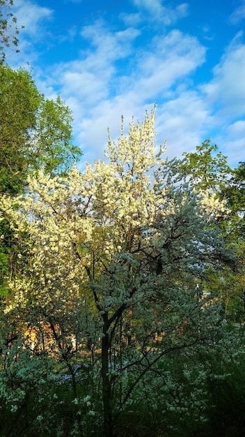 Bäume blühen im Frühling wunderschön