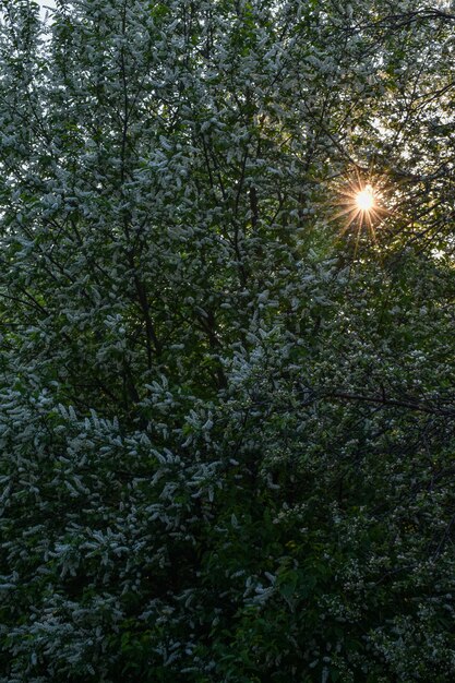 Bäume blühen und blühen im Frühling