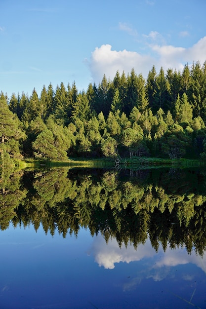 Foto bäume des schwarzwaldes spiegeln sich im klaren, dunklen wasser des blindensees.