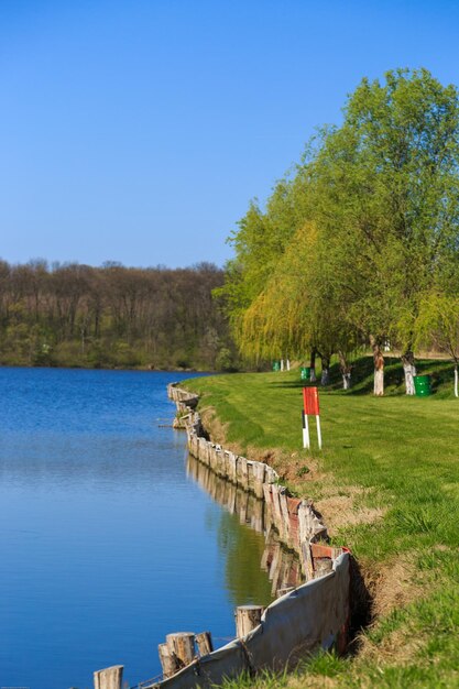 Foto bäume, die am flussufer gegen einen klaren blauen himmel wachsen