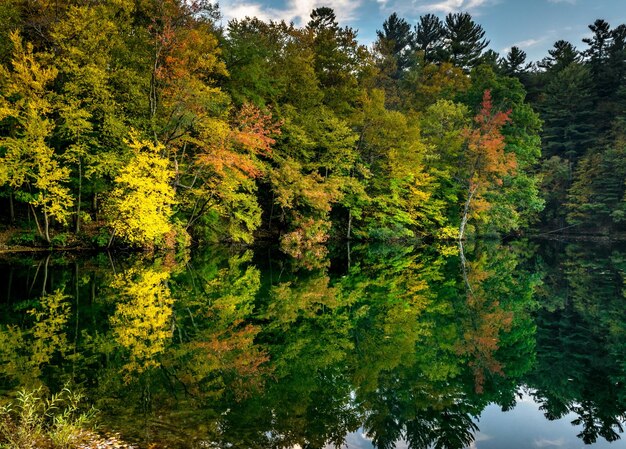 Bäume, die am ruhigen See wachsen